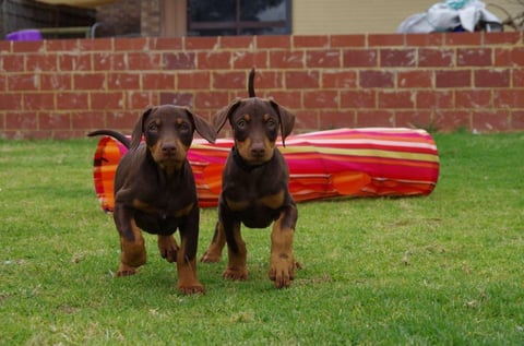 Red Dobermann Puppy Love