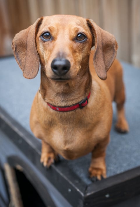 Pet Photography Melbourne