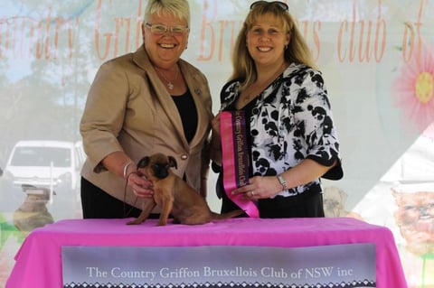 Beaufox Kennels Puppy in Show 