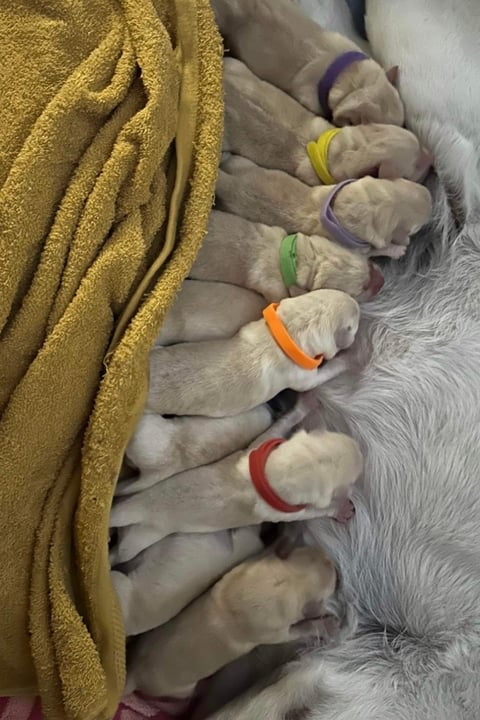 Puppies born 22 July 2023