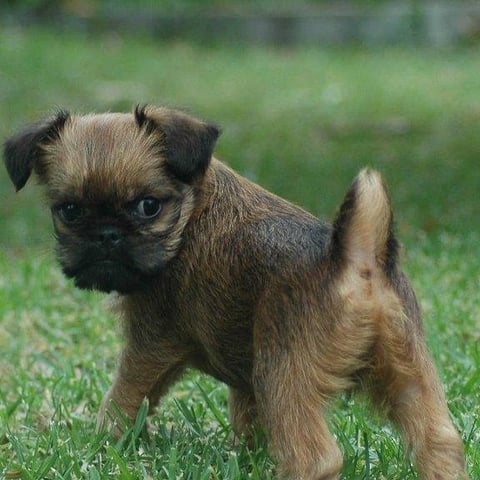 Red rough puppy 6 weeks old