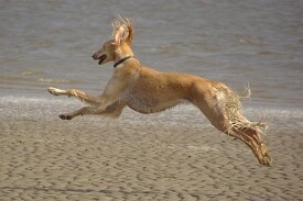 Yasmine enjoying a beach run