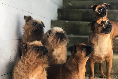 Three generations of champion Griffons