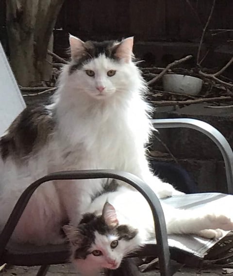 Brown tabby and white Norwegian Forest Cats