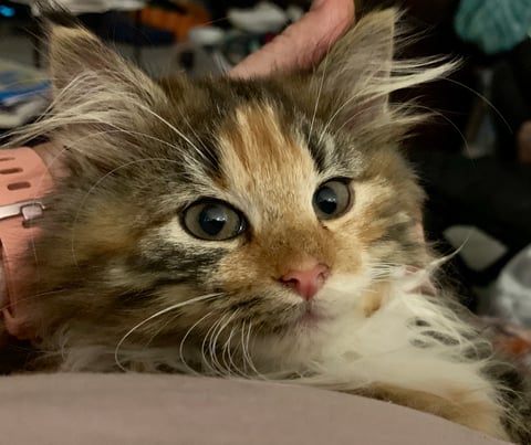 Norwegian Forest Cat tortie tabby