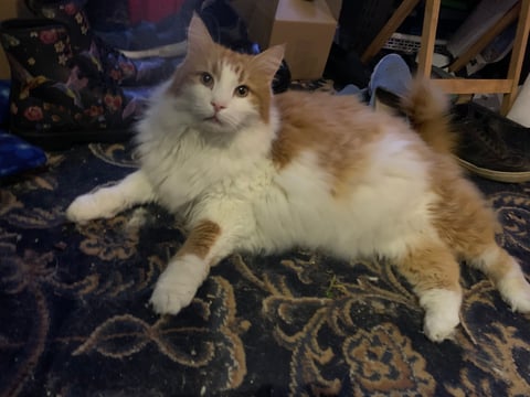 Norwegian Forest Cat red tabby and white