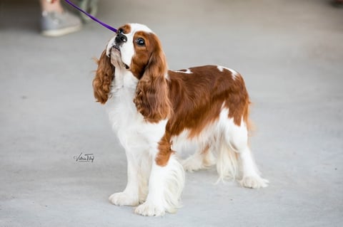 Aust Grand Champion Aberlour Whispering Jack