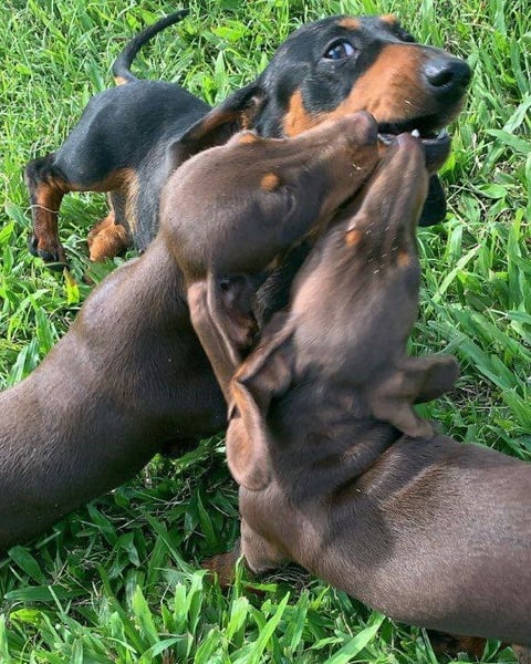 Mini, Wombat and Silver