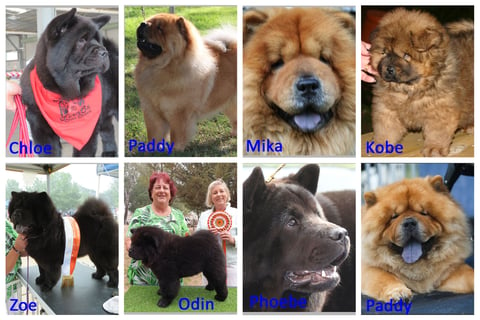 Our Chow Family