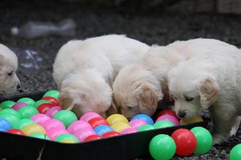 Puppies at Camuka