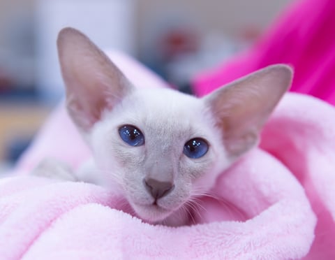 Lookatmese Summer Breeze. Lilac Point Siamese. 