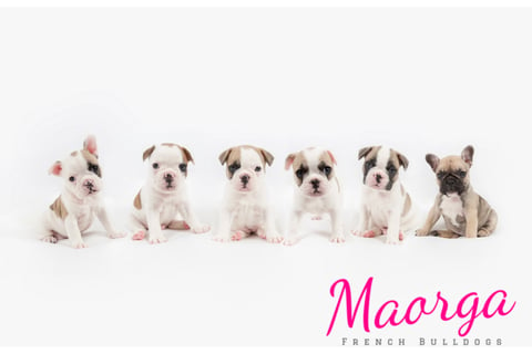 Maggiemae & Ziggy’s Babies 2019