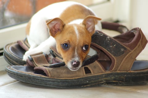 TENTELLA PUPPY