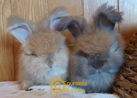 GOLDEN AND SOOTY FAWN 