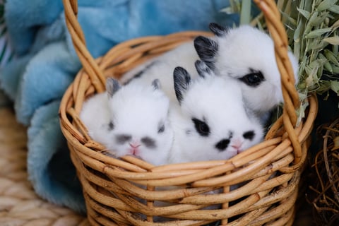 Blue Charlie Baby Netherland Dwarf Rabbits 