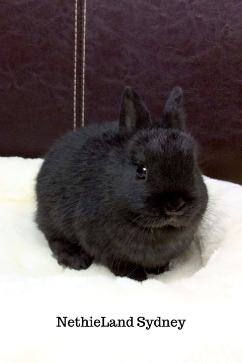 Jet Black Baby Netherland Dwarf Rabbit 