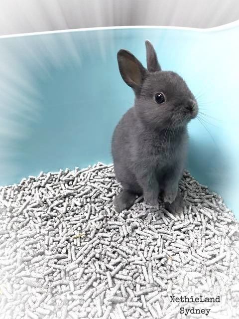 Blue Shelf Netherland Dwarf Rabbit