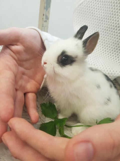 Charlie - Panda NetherLand Dwarf Baby Rabbit