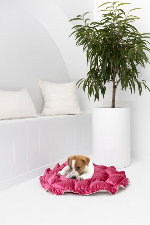 Pink & Gold Velvet Pet Bed