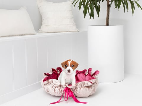 Pink & Gold Velvet Pet Bed