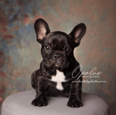 Opalus French Bulldogs