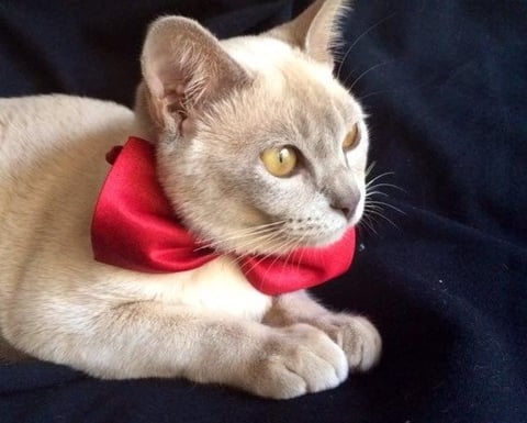 Lilac Burmese Bred By Oramor
