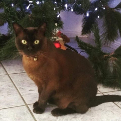 Brown Burmese Bred By Oramor 