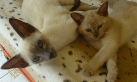 Burmese & Siamese Kittens Bred By Oramor