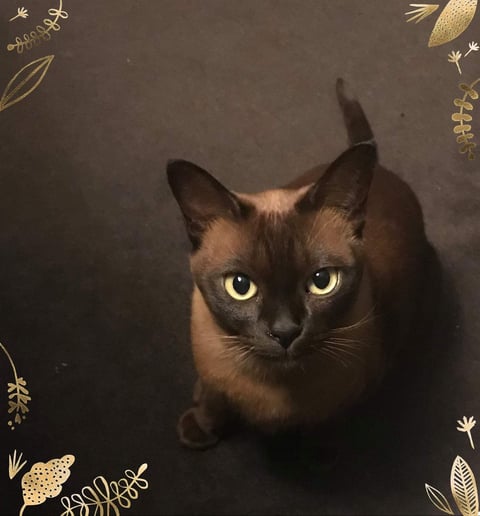 Brown Burmese Bred by Oramor