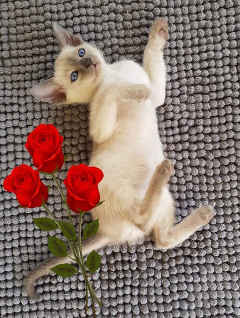 Siamese Kitten bred by Oramor