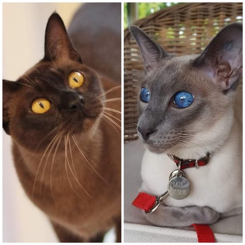 Burmese and Siamese Kittens Bred By Oramor