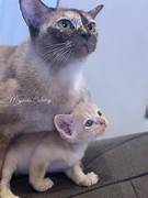 Mojinda Burmese