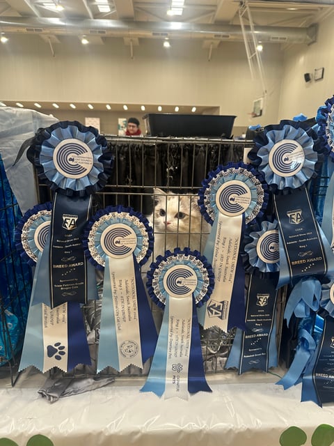 CCCA national show 2024