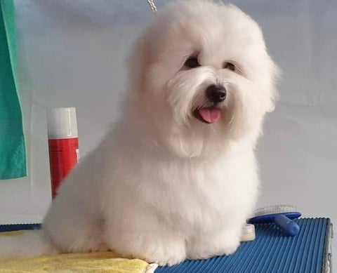 Guysndolls Miss Hollywood