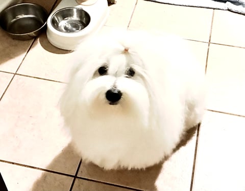 Guysndolls Denvah Rose