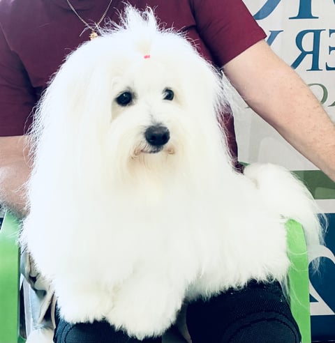 Guysndolls Broadway Rose