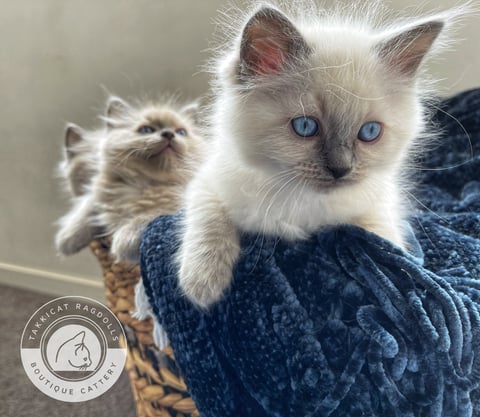 Basket full of ragdolls 