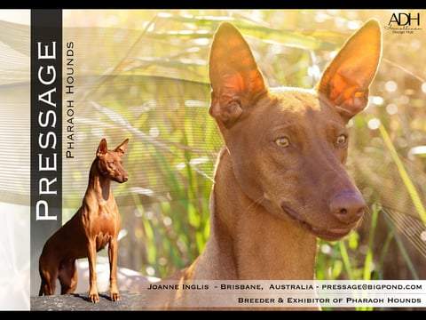 PRESSAGE Pharaoh Hounds