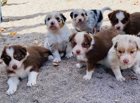 Zenderland Puppies Australian Shepherds