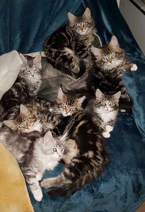 Kittens at 11 weeks old