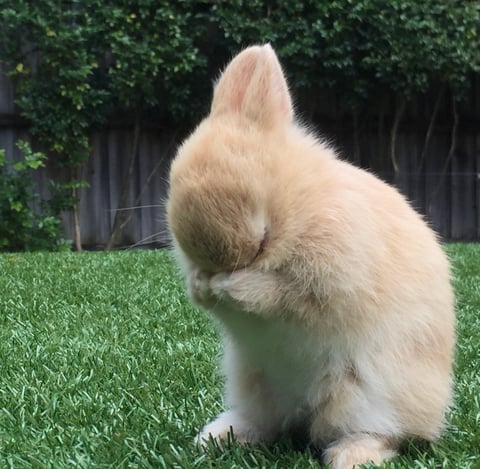 Fawn Baby