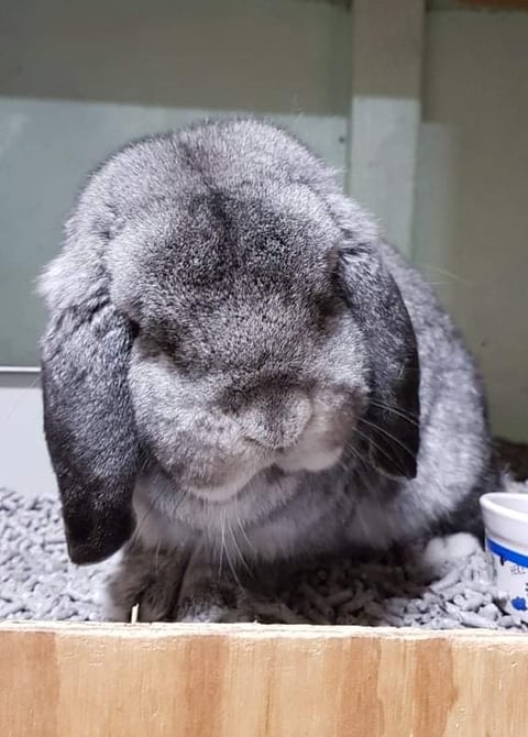 Dwarf Lop