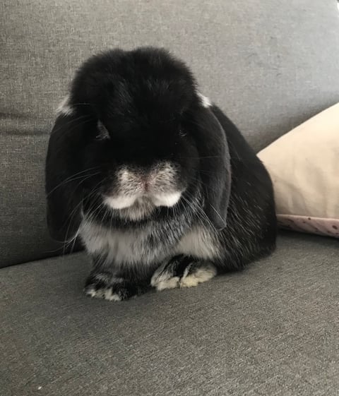 Dwarf Lop