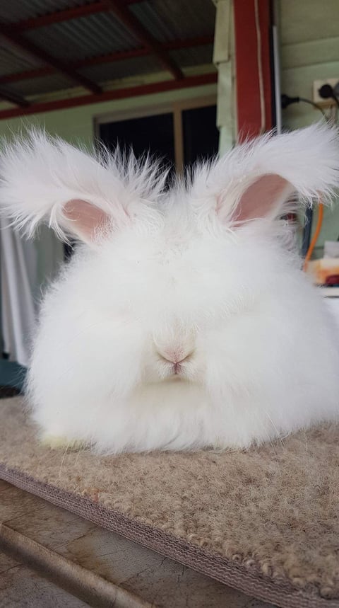 English Angora