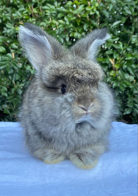 Baby English Angora