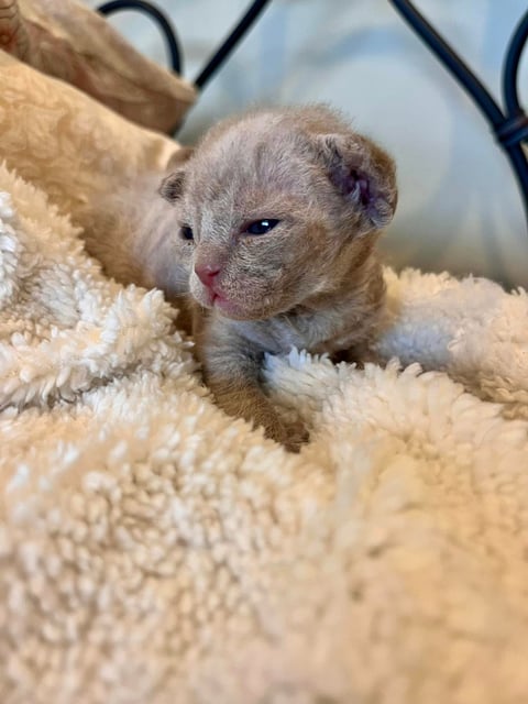 2025 litter - male 2 weeks