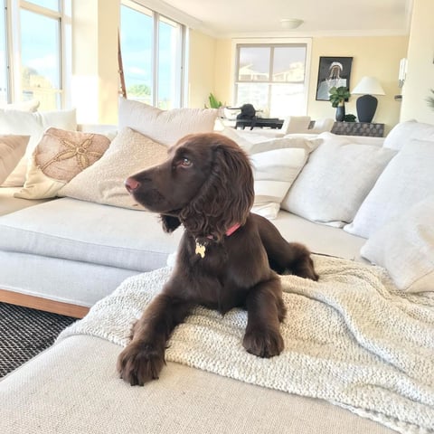 Australian Champion Harper as a puppy