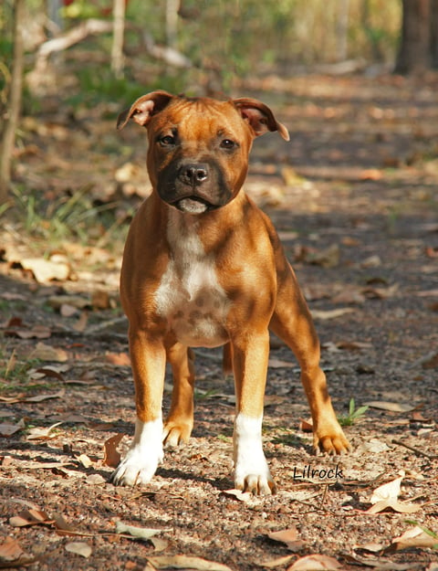 Blackgunn Smoking Red Socks, 17 weeks