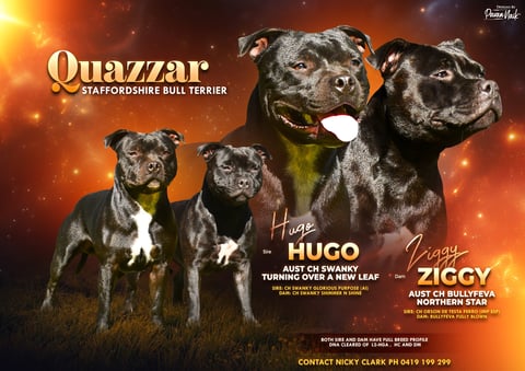 Litter Planned Mid 2026