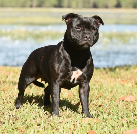 Aust Ch. Bullyfeva Northern Star